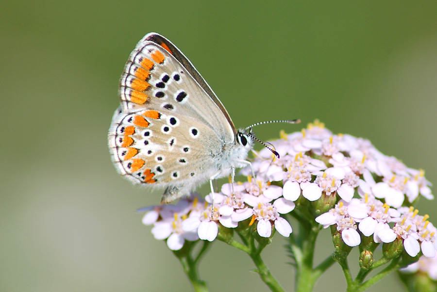 Aricia agestis